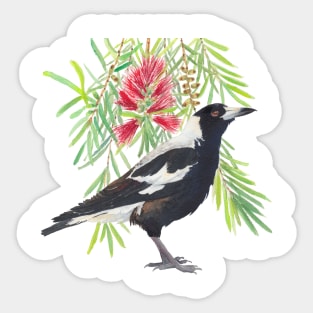 Australian Magpie and Red Bottlebrush Sticker